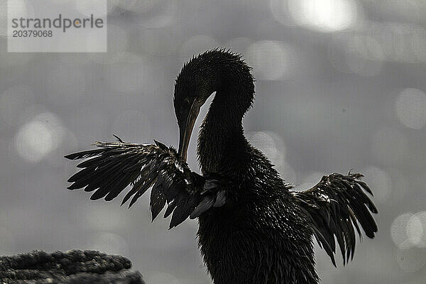 Flugunfähiger Komoran (Nannopterum harrisi)  Insel Fernandina  Galapagos-Inseln  Ecuador.