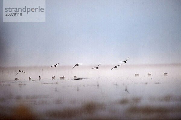Enten fliegen im Tule Lake National Wildlife Refuge im Norden Kaliforniens.