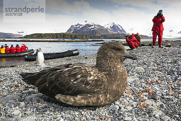 Menschen fotografieren Pinguine und Skuas an der Küste der Insel Prion in der Antarktis