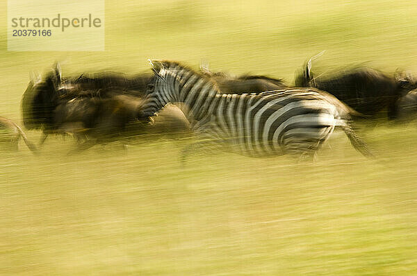 Die Gnus- und Zebrawanderung in Bewegung  Serengeti-Nationalpark  Nordtansania. (Schwenkbewegung)