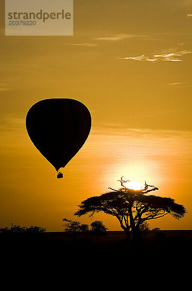 Ein Akazienbaum und ein niedrig fliegender Heißluftballon werden von der aufgehenden Sonne im Serengeti-Nationalpark in Tansania umrahmt.