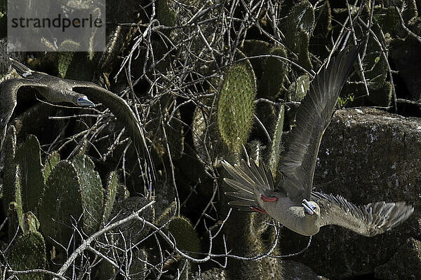 Rotfußtölpel  Genovesa-Insel  Galapagos-Inseln  Ecuador.