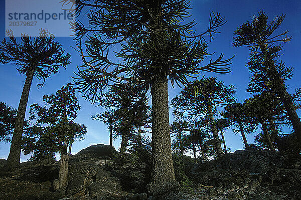 Nationalpark in Patagonien  Argentinien