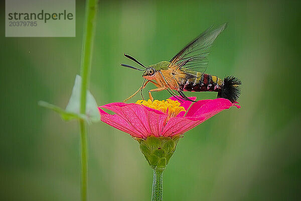 Nahaufnahme der Kolibri-Motte im Garten