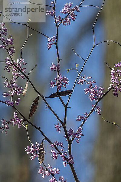 Östliche Rotknospe (Cercis canadensis) blüht auf Zweigen