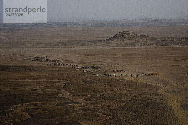 Kolonnen von fünfzehnhundert Kamelen reisen auf der Straße von Dongola im Sudan bis zur ägyptischen Grenze.
