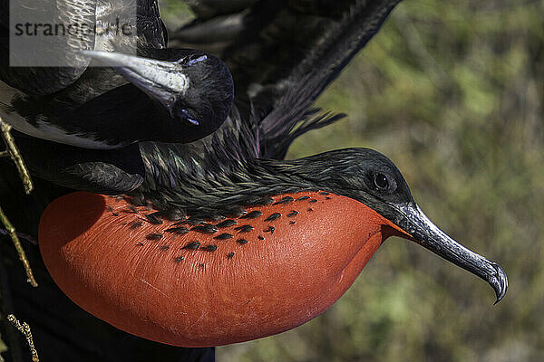 Prächtige Fregattvögel (Männchen mit rotem Beutel  Weibchen seitlich)  North Seymour Island  Galapagos-Inseln  Ecuador.