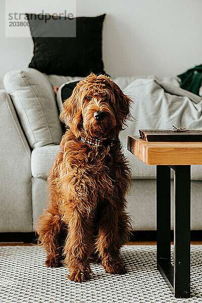 Golden Doodle Hund sitzt zu Hause im Wohnzimmer