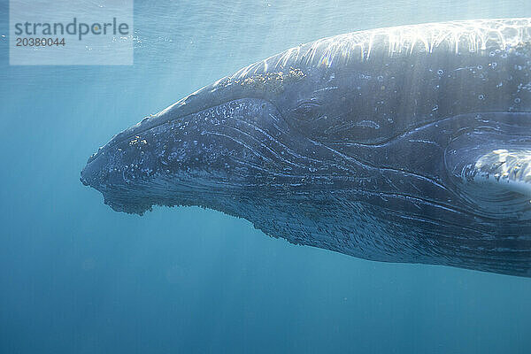 Ein Buckelwal schwimmt friedlich unter Wasser