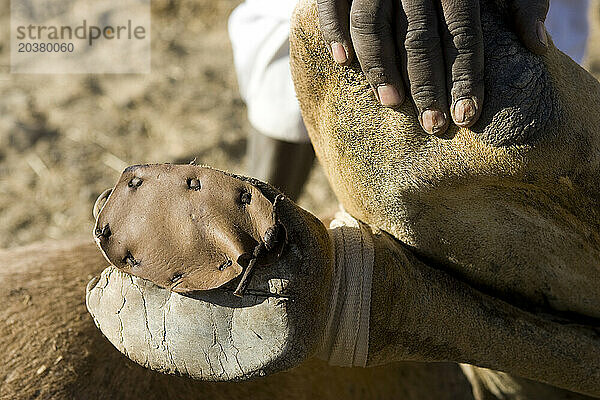 Der Stopp in Dongola im Sudan ist ein guter Zeitpunkt für die Kamelfußreparatur. Später brechen die Kamelgruppen gemeinsam zur Grenze auf.