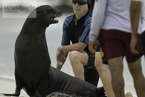 Seelöwen und Touristen  Insel Espanola  Galapagosinseln  Ecuador.