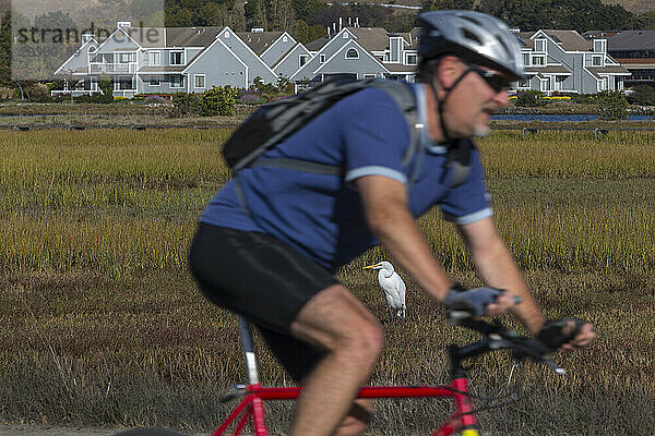 Radfahrer und Reiher im Sumpf im Hintergrund  Bay Trail  Bothin Marsh  Mill Valley  Kalifornien  USA