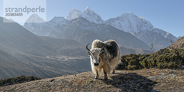 Nepal  Khumbu  Lone yak with Kangtega and Tamserku mountains in background