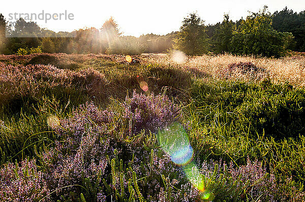 Germany  Schleswig-Holstein  Amrum  Heather blooming in summer meadow at sunset
