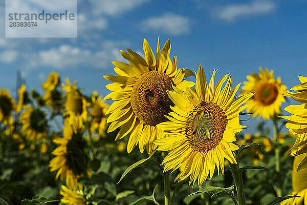 Yellow sunflowers blooming in field