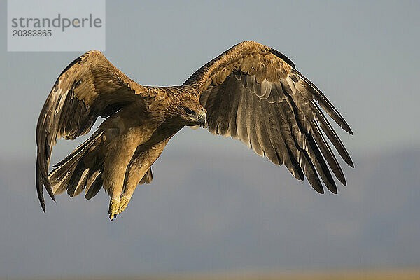 Imperial eagle (Aquila adalberti) in flight