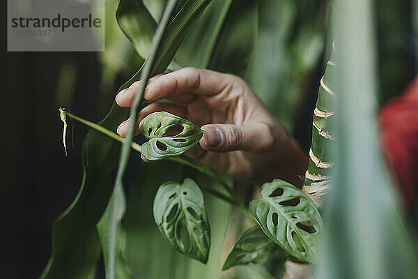 Hand of woman touching small monstera leaf