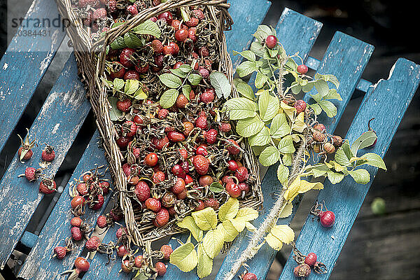 Fresh rose hips in wicker basket on wooden table in garden