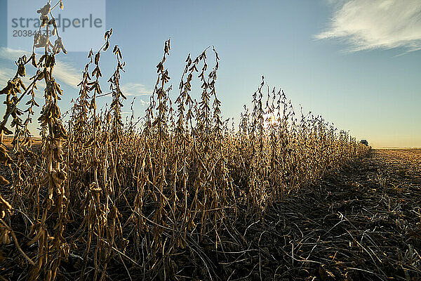 Soybean crops in field at sunset