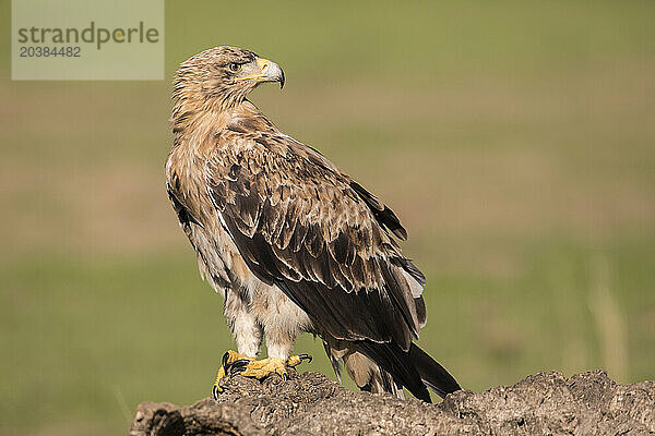 Portrait of imperial eagle standing outdoors (Aquila adalberti)