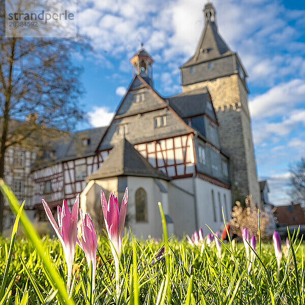 Germany  Hesse  Bad Camberg  Pink crocuses blooming in front of Camberg Obertor