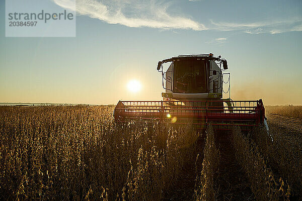 Combine harvester harvesting soybean in field at sunset