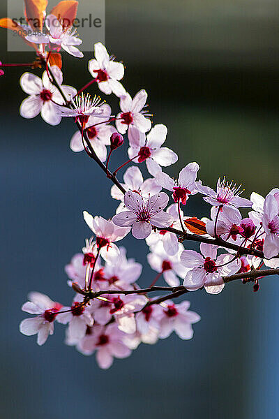 Pink cherry blossoms in spring