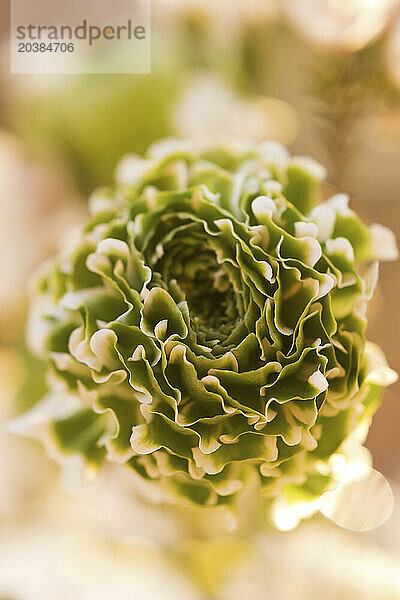 Petals of green flowering ranunculus