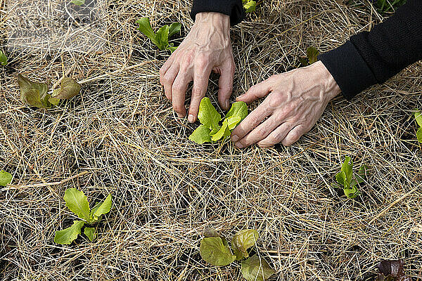 Hands of man planting strawberry plant in garden