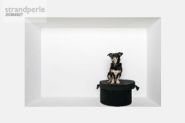 Dog sitting on box in alcove against white background