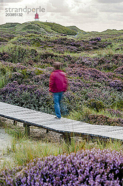 Germany  Schleswig-Holstein  Amrum  Man walking along boardwalk stretching through heather moor