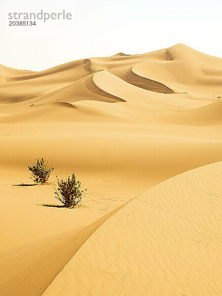 Plants in sand dunes at Erg Chegaga Sahara desert  Morocco  North Africa