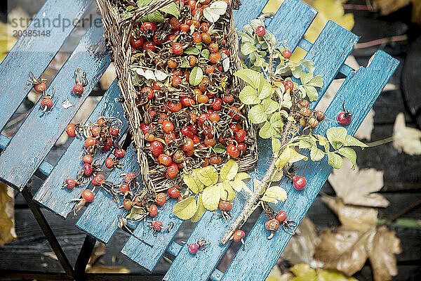 Rose hips with leaves on table in garden