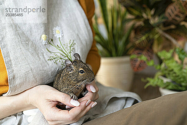 Woman holding degu squirrel in hands