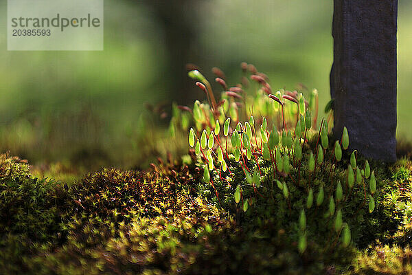 Moss and lichen on forest floor