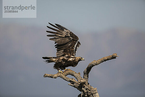 Imperial eagle (Aquila adalberti) on branch