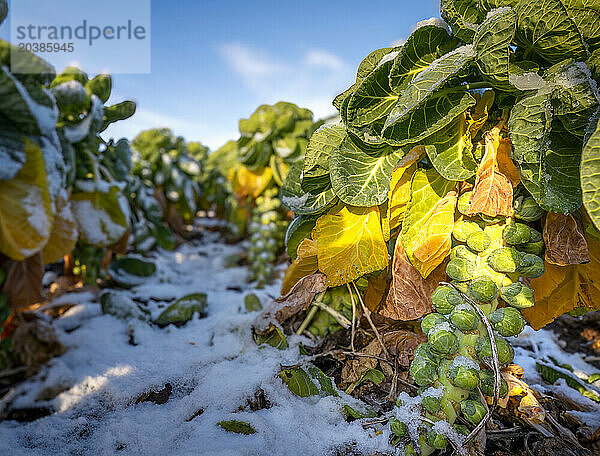 UK  Scotland  Brussels sprouts growing in frosted field