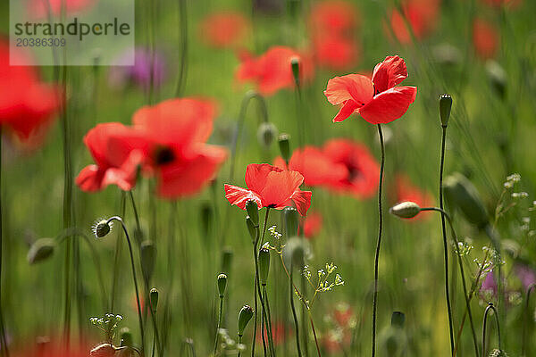 Close-up of blooming and budding poppies