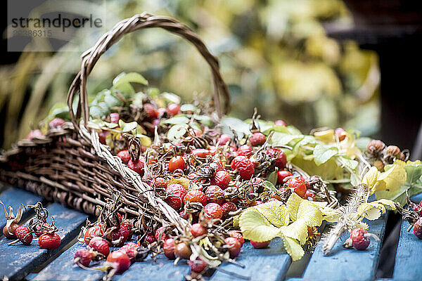 Red rose hips in wicker basket on table