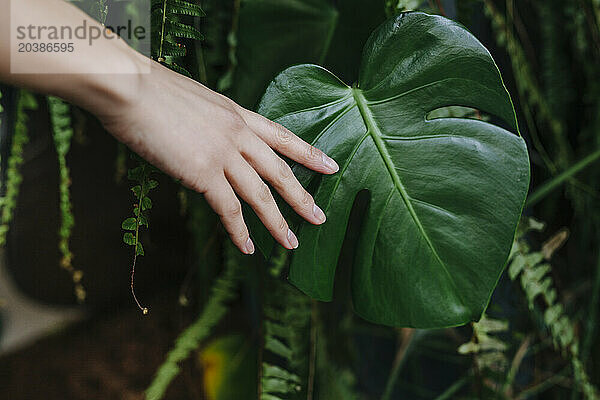 Hand of woman touching monstera leaf