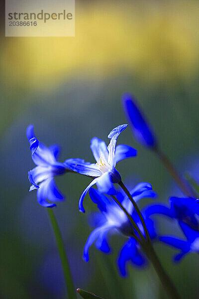 Blue squill flowers blooming in spring