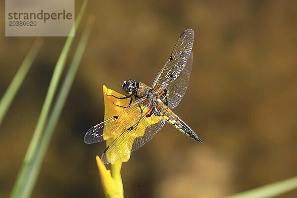 Dragonfly perching on yellow blooming flower