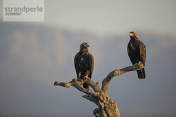 Two Imperial eagles (Aquila adalberti) perching on branches