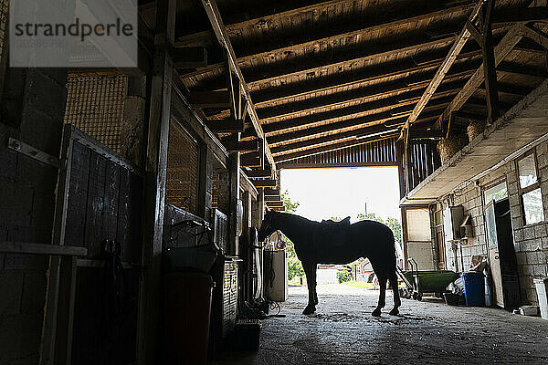 Silhouette horse standing in stable