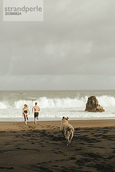Dog running behind couple towards sea at beach