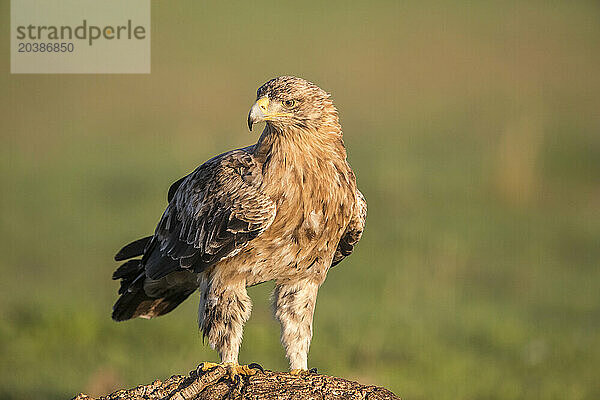 Portrait of Spanish imperial eagle (Aquila adalberti)