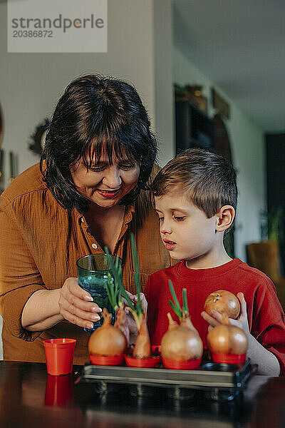 Grandmother and grandson planting sprouted onions at home