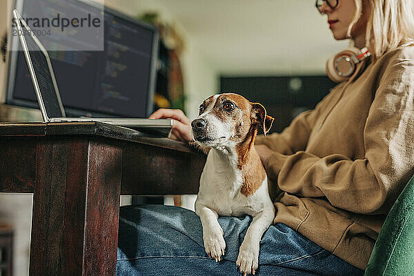 Dog sitting near owner working on computer at home