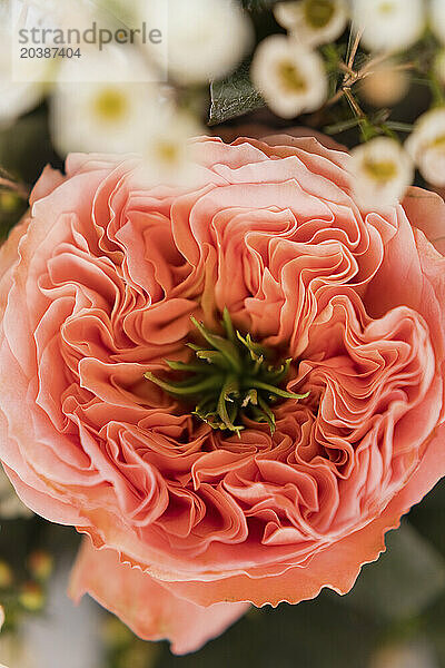 Petals of coral colored Mandarin X-Pression rose