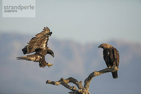 Imperial eagle (Aquila adalberti) landing on branch